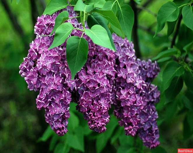 Сирень у дома.