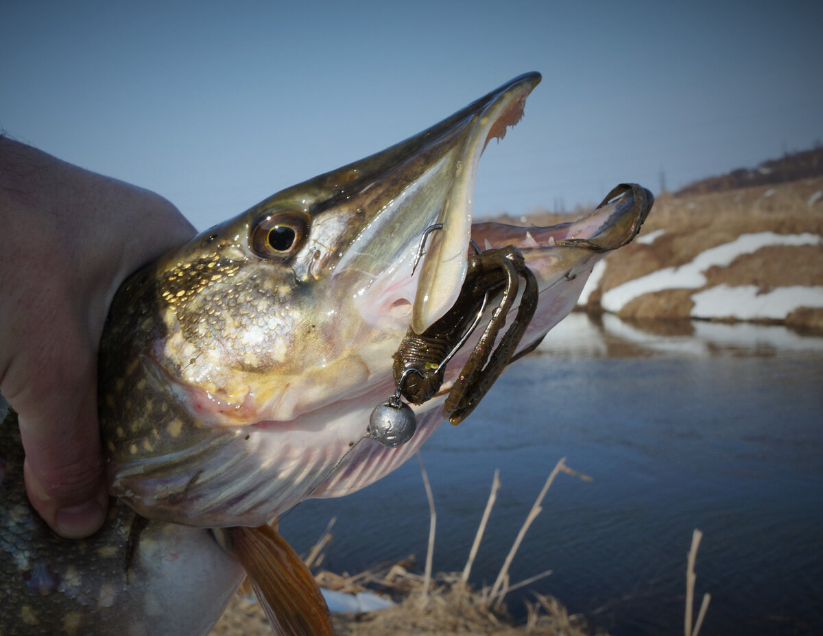 Коряг много, приманка на офсете предпочтительней