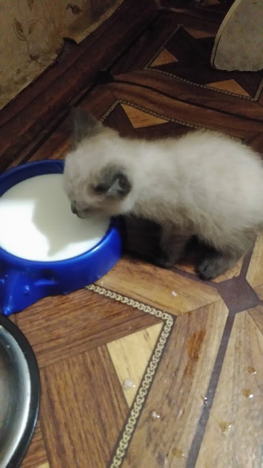 Вот и кушаю, что то ещё нужно делать 