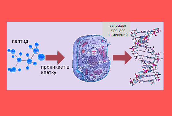 Действие пептидов на клетки