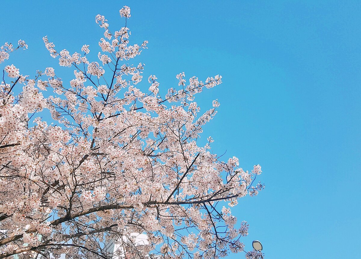 Пушистая вишня в парке Йоидо. / фото автора