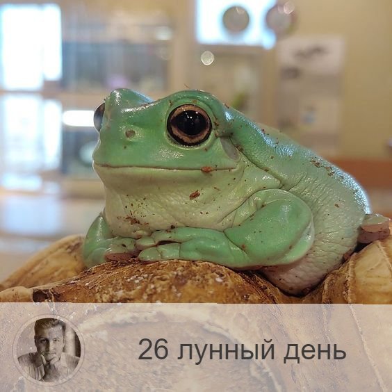 Подписывайтесь на наш канал, друзья!
26-ой лунный день с 05:25 8-ого по 05:38 9-ого. 🐸 Символы дня – жаба, болото.
🌚 Это достаточно критический день. В этот день люди суетятся, ругаются, тратят много энергии на пустое времяпрепровождение. Надо воздержаться от активной деятельности, стараться молчать и не тратить энергию ни на какие дела. В этот день хорошо поститься. Желательно обращение к учителю, традиции, необходимо отсечения ложных личных связей и контактов. Нужно ввести избирательность в общение на уровне интуиции. Следует стремиться к познанию жизни и худшего в людях, срывать все маски. В противном случае над вами будут глумиться и использовать в корыстных целях.
⚠ Если в этот день, выходя из дома, вы встретите человека с полными сумками, то это значит, что вы идёте по жизни правильно, и наоборот. Если в этот лунный день во сне или наяву увидеть молнию, то это значит, что у вас не укрощены гордость и тщеславие.
🎂 Люди, рождённые в этот день, призваны молчать, давать обеты, соблюдать аскетизм.
💍 Камень – нефрит.
💊 Процедура дня: очищение кожи лица.
📿Практика дня: критика собственного успеха и достижений.
💤 Если во сне вы увидели себя успешным и процветающим, необходимо понизить собственное самомнение, если, наоборот, приснилось, что вы несчастны и никому не нужны — срочно повышайте самооценку.

—————
📍 Заказывайте точнейший прогноз о будущем по уникальной методике
⇨ numeromagic.ru/uslugi