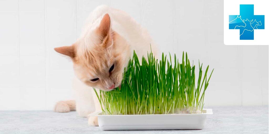 Почему кот ест землю: возможные причины и как справиться