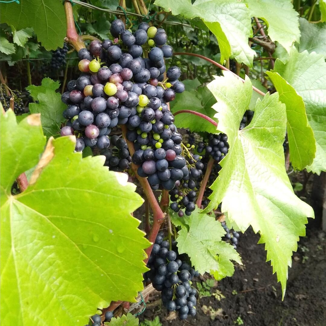 Красень из коллекции Ольги Худяковой. Универсальный сорт - это и кишмиш, и отличный материал для приготовления вин с необычайным вусом