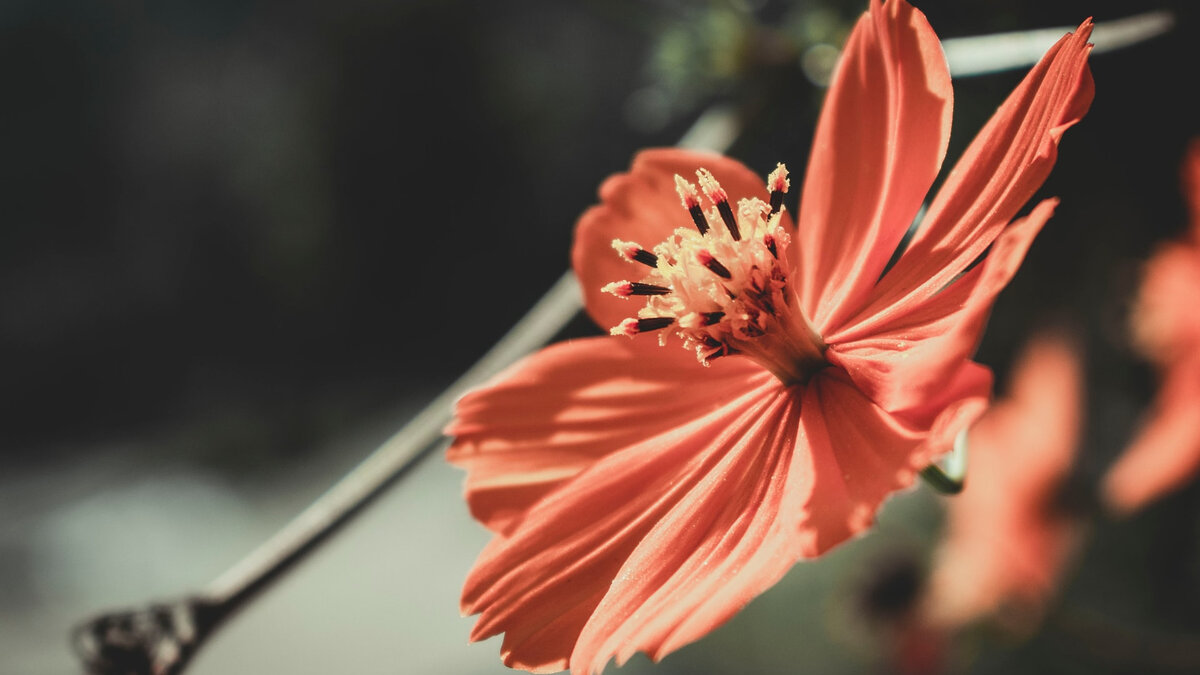 Человек замечает в мире лишь то, что несёт в себе. А. Экзюпери