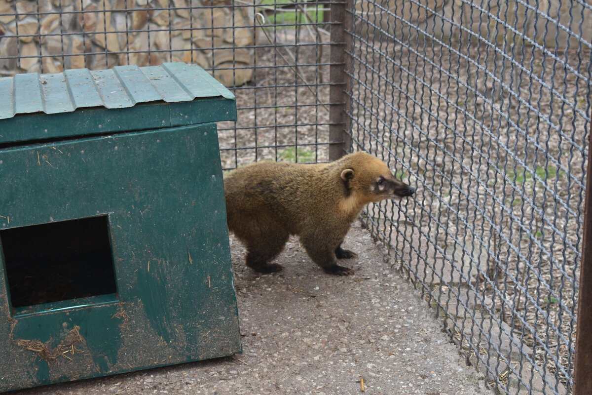 Грустный коати