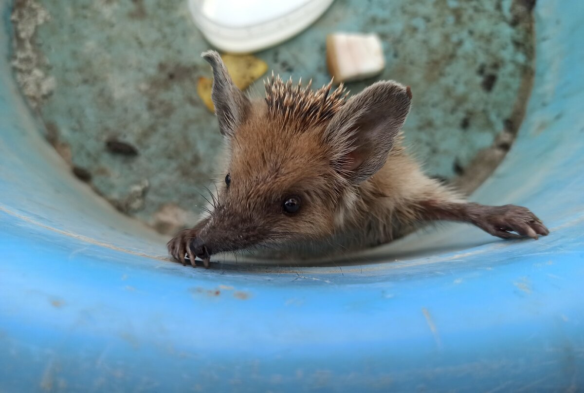 Я покормил ёжика.