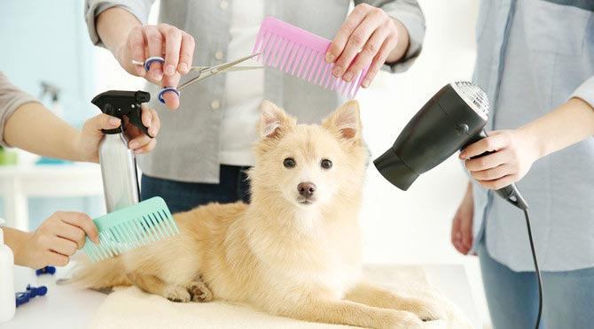 5 главных ошибок в домашнем груминге и советы, как все сделать правильно 