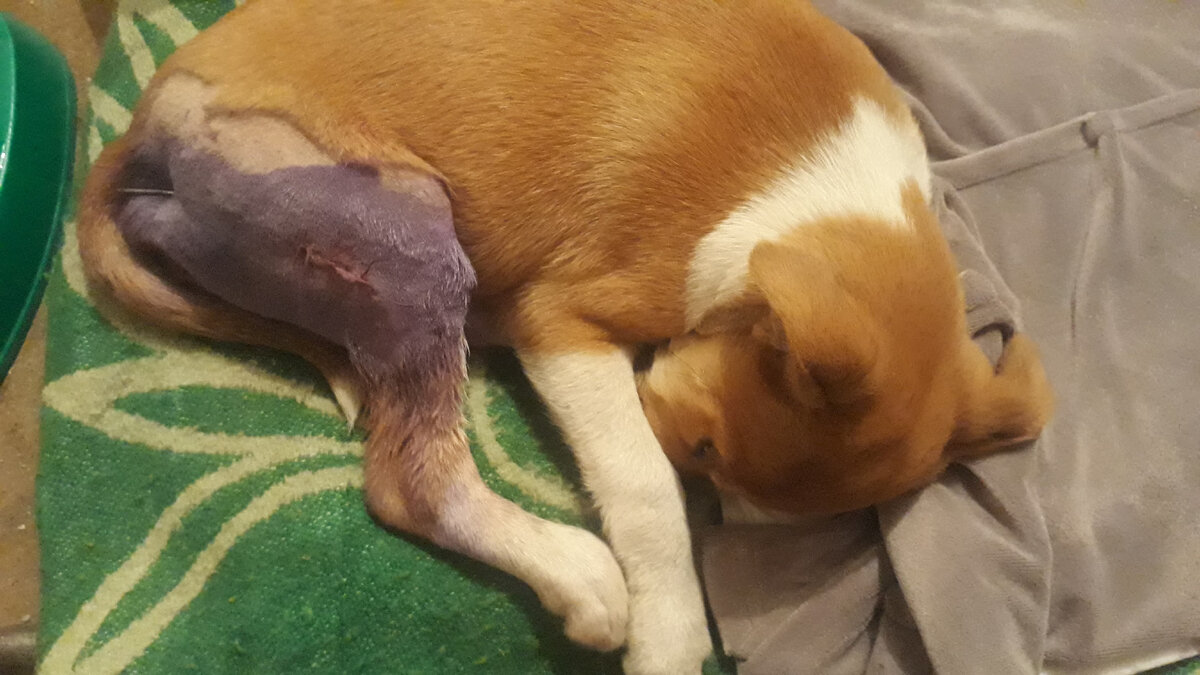 Мы дома отходим после операции