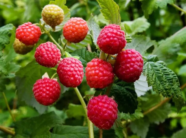 Выращивание малины Надежной