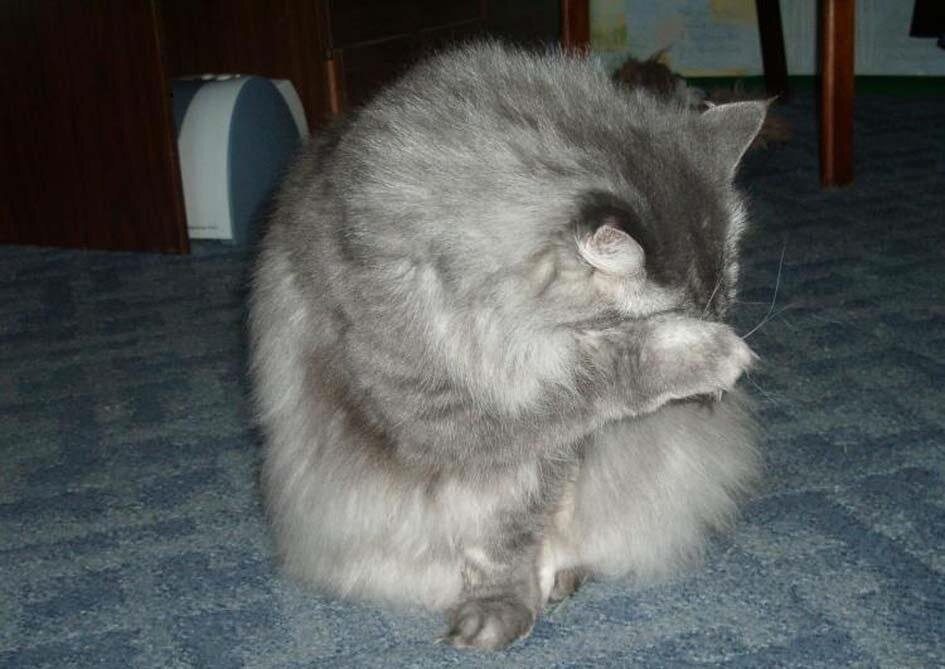 Не Мух (фото из интернета), но реакция похожа