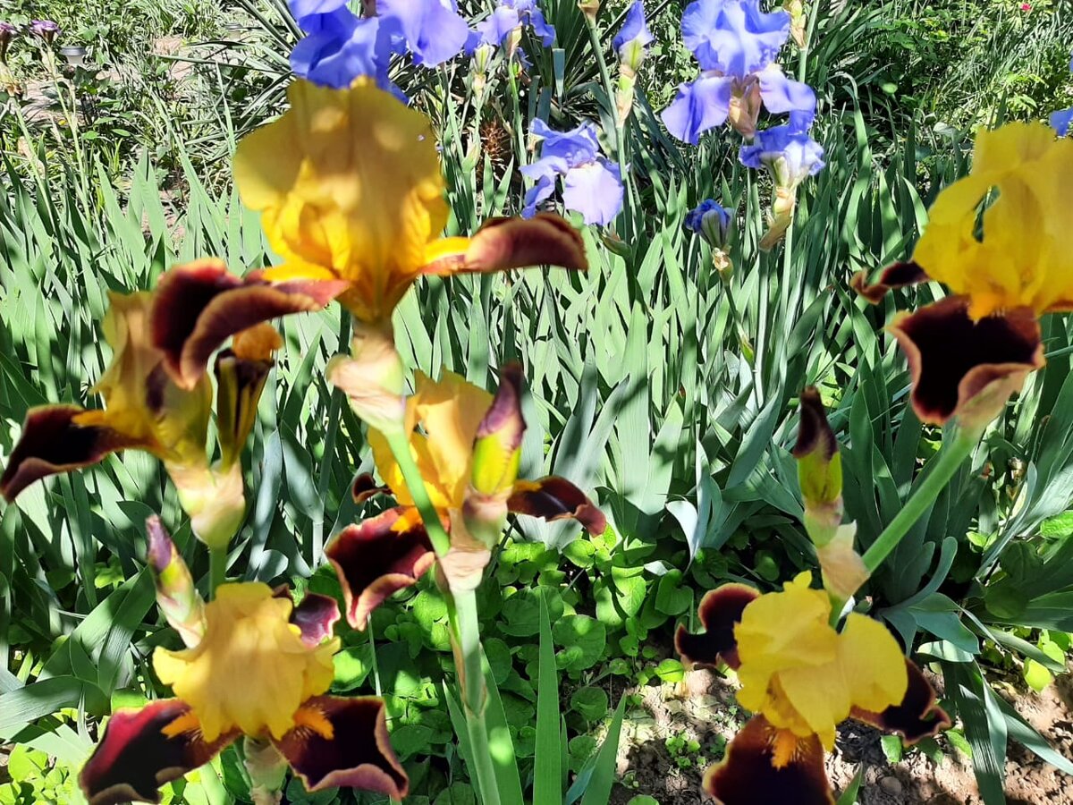 А как хороши были цветы на их вышивках!