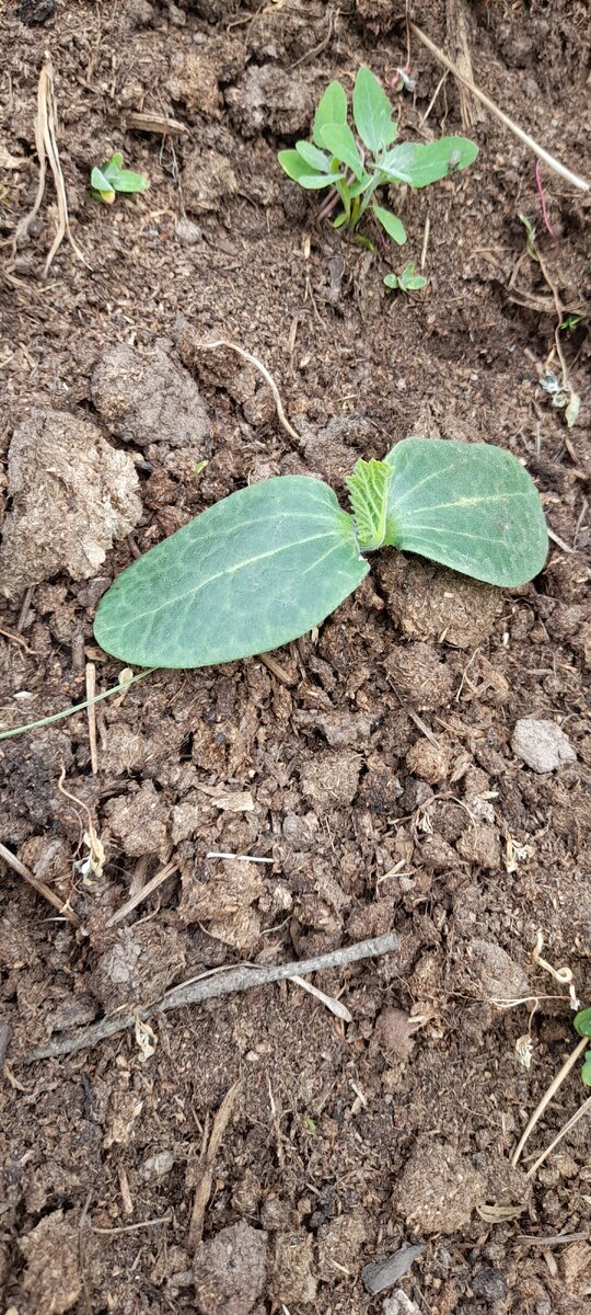 Это кабачки, уже настоящие листики выглядывают