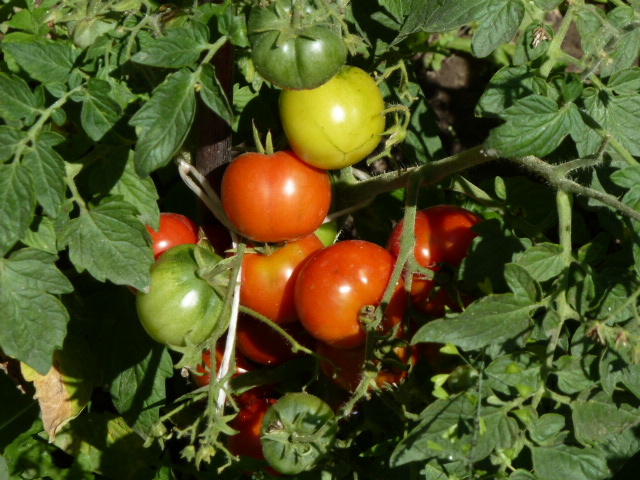 вот такие крепкие помидоры!!!