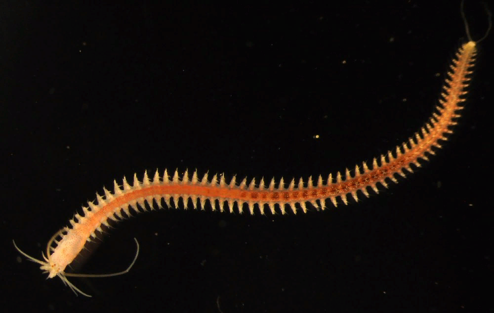 Древний кольчатый червь. Морские многощетинковые черви. Platynereis dumerilii. Многощетинковые морские черви полихеты.