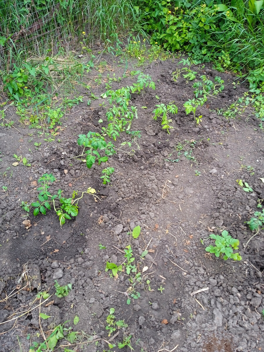 рассада томатов успела так вытянуться, что сажать ее пришлось лежа