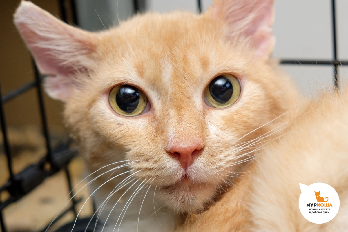 Рыжику тоже 15 лет, его мы забрали из муниципального приюта. А вот в тот концлагерь он попал прямиком из дома. Очень нуждается в доме. 