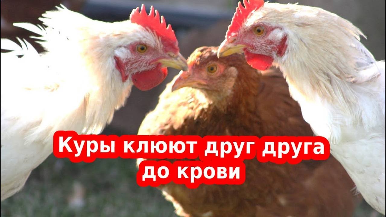 Почему курицы клюют кровь