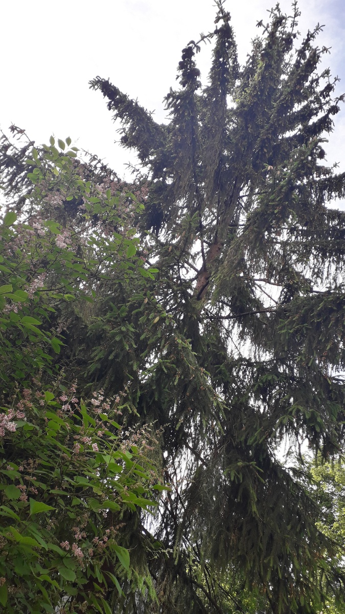 Ёлка, которая может быть совсем не просто ёлкой. 