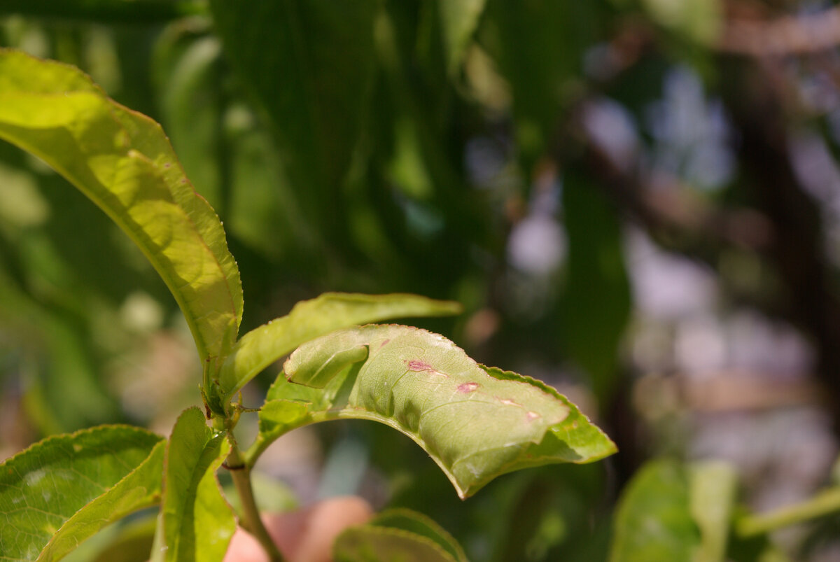 Признаки КУРЧАВОСТИ на персике