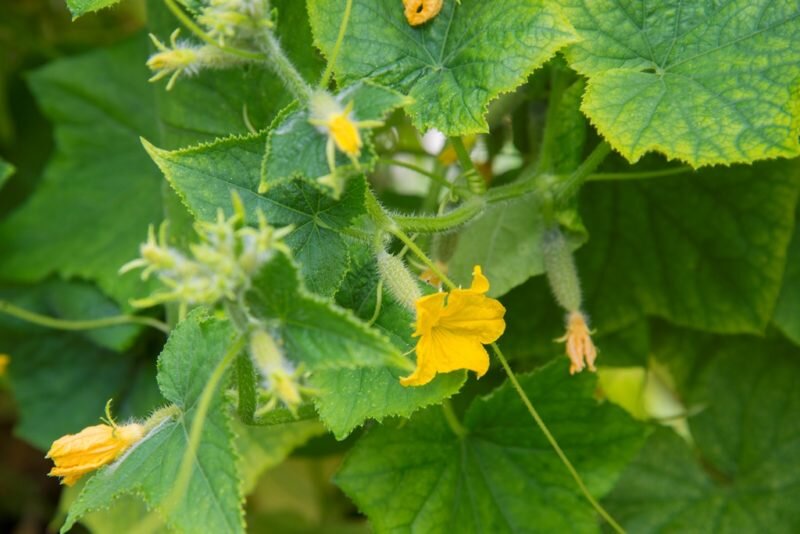 Огурцы. Иллюстрация для статьи используется по стандартной лицензии ©life-hacky.ru