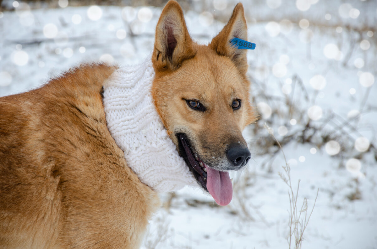Рокки, приют "Добрый дом", г. Минусинск.