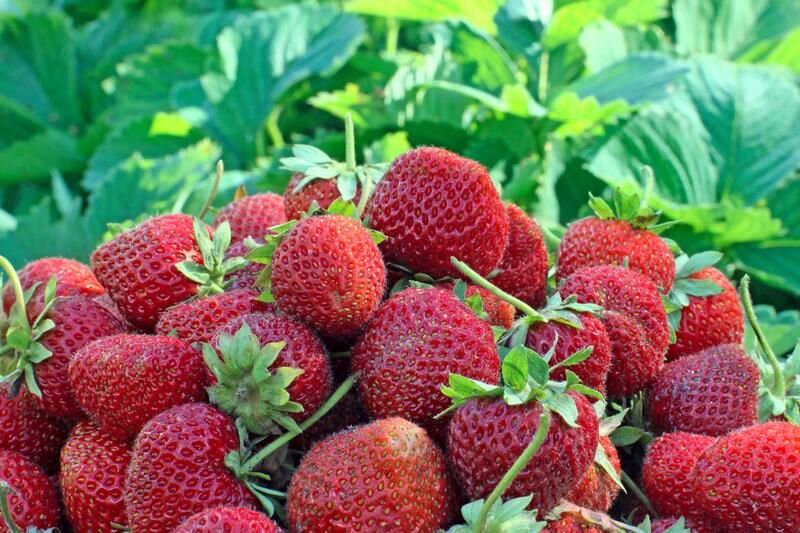 Продуманный уход обеспечит обильный урожай клубники