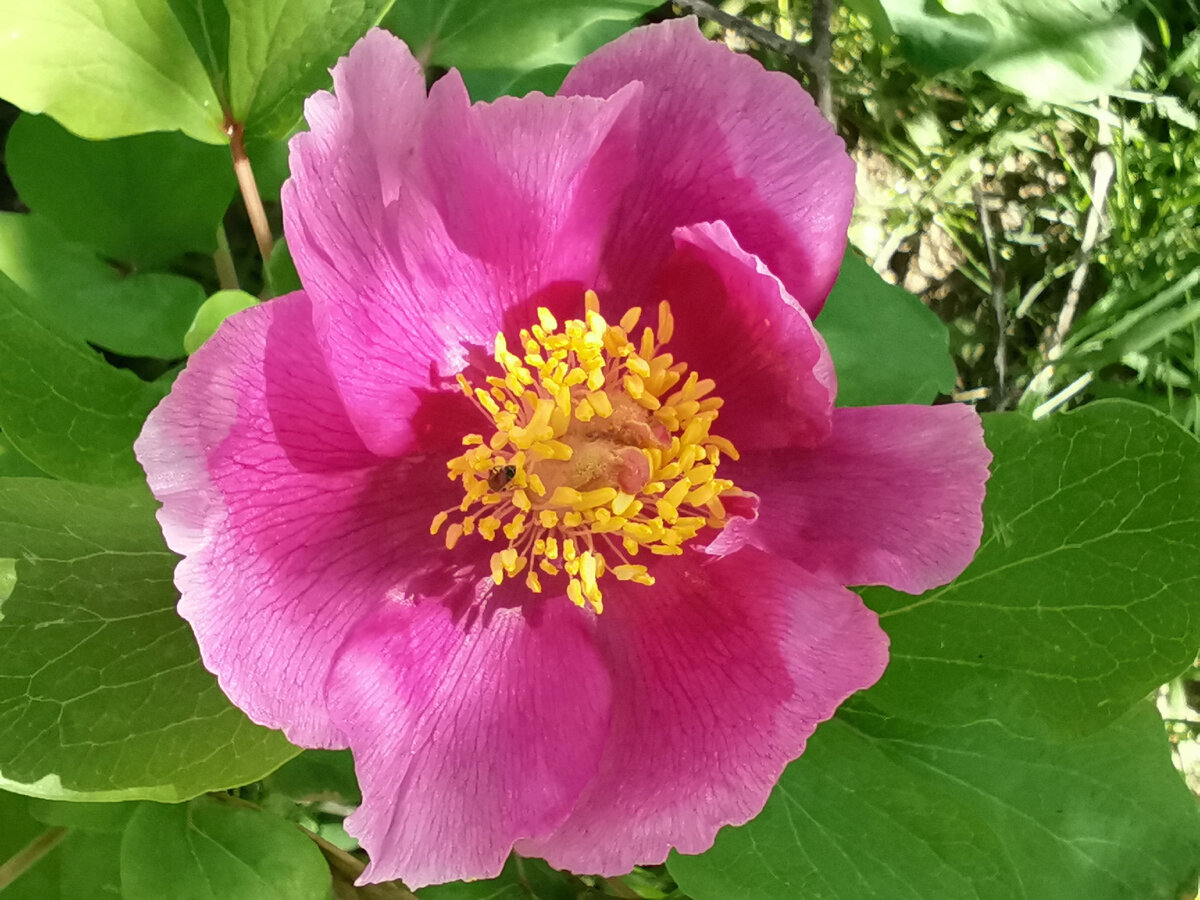 Дикий пион.