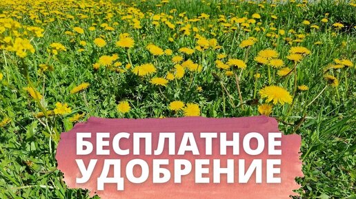 бесплатное суперудобрение с одним единственным недостатком (настой травы, бродиловка, бодяга, жидкий навоз)