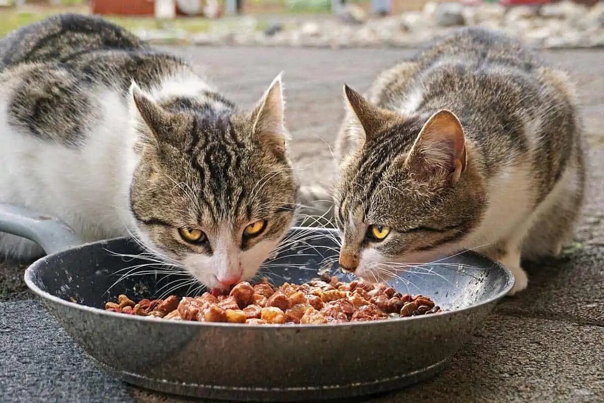Кошки едят корм