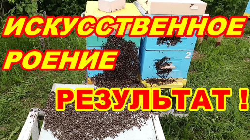 Искусственное РОЕНИЕ пчёл РЕЗУЛЬТАТ спустя неделю ! Как сделать искусственное роение пчёл ! И сохранить рои пчёл на пасеке !