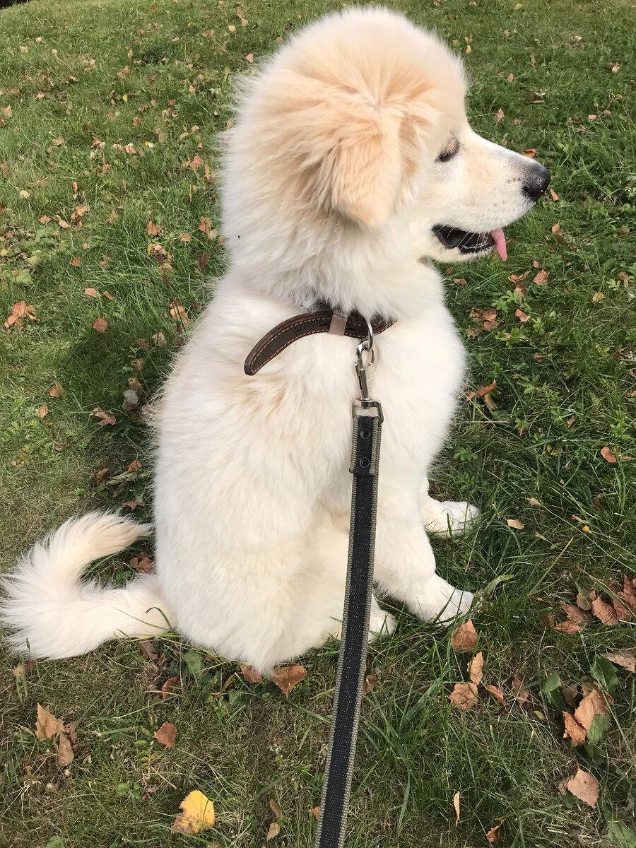 Фото мое Рич на прогулке