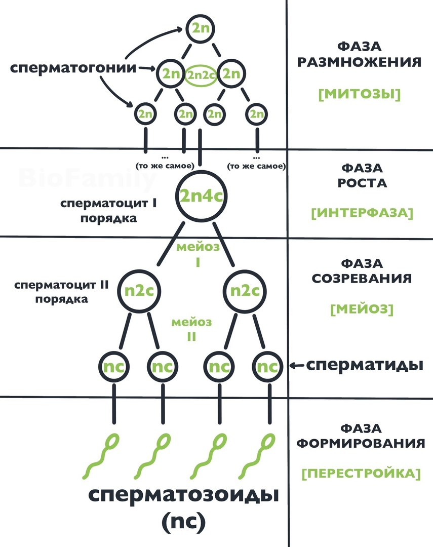 сперматогенез