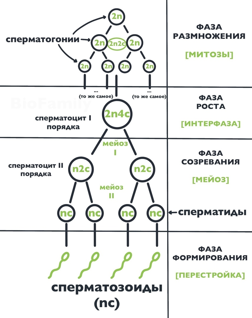 Сравнение сперматогенеза и оогенеза - Сперматогенез и оогенез. Сходства и различия