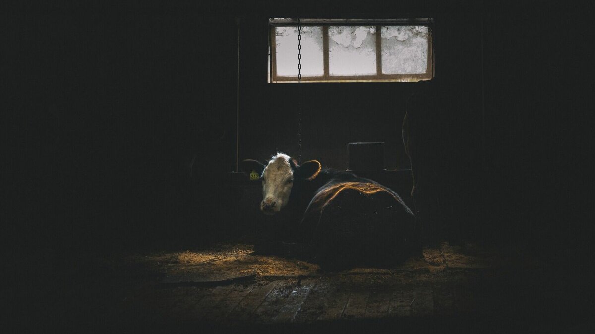     В Хабаровске впервые проходит обучение зоотехников ведущих хозяйств края племенному учету с помощью отечественного программного комплекса «СЕЛЭКС».