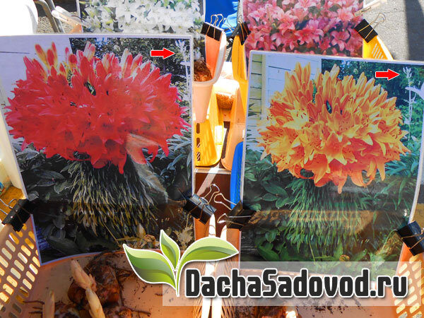 Подделка фото фасциации лилий с помощью фотошопа - фото автора (dachasadovod.ru)