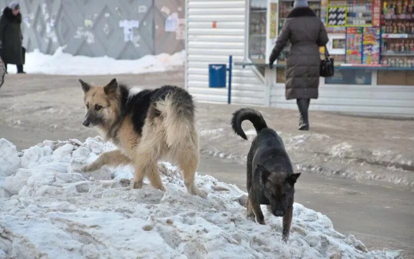    Более 3,6 тыс. жителей Удмуртии пострадали от укусов животных