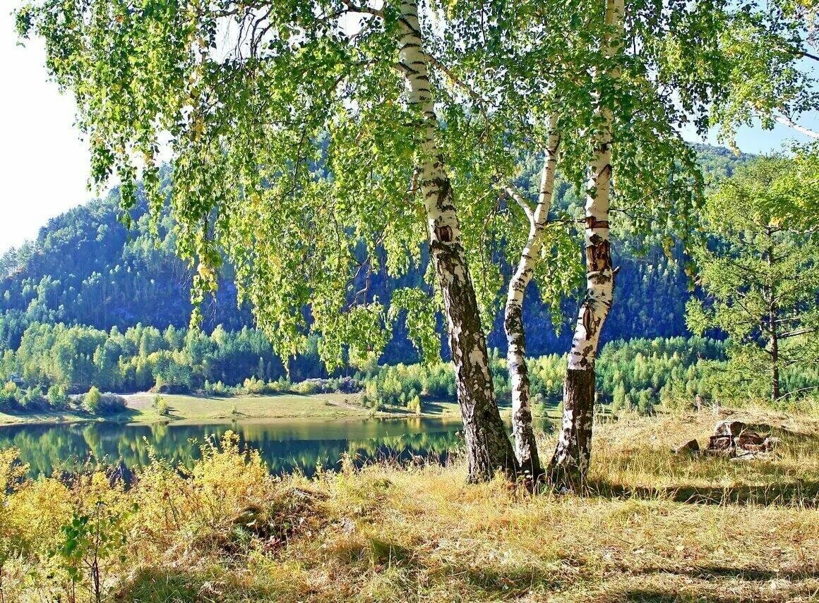 Фото россии красивые места с березами