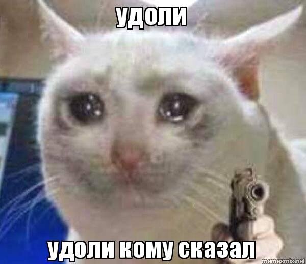 ну хоть извиниться не просят, а то пришлось бы вместо кота другой мем ставить.