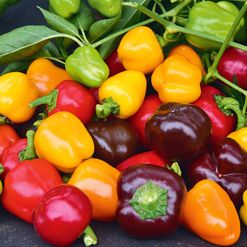 Перец черри острый семена. Перец острый ред черри. Перец черри сладкий семена. Перец черри острый семена. Перец черри пеппер.