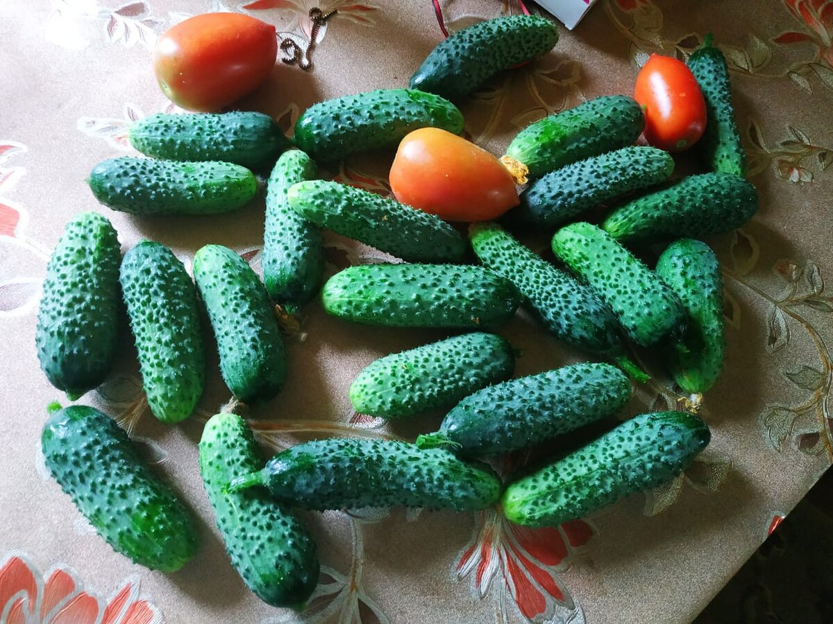 Сорт огурцов балаган ф1. Огурец партенокарпический эколь f1. Огурец сигурд. Семена огурец арктика f1. Сорт огурцов маринда f1.