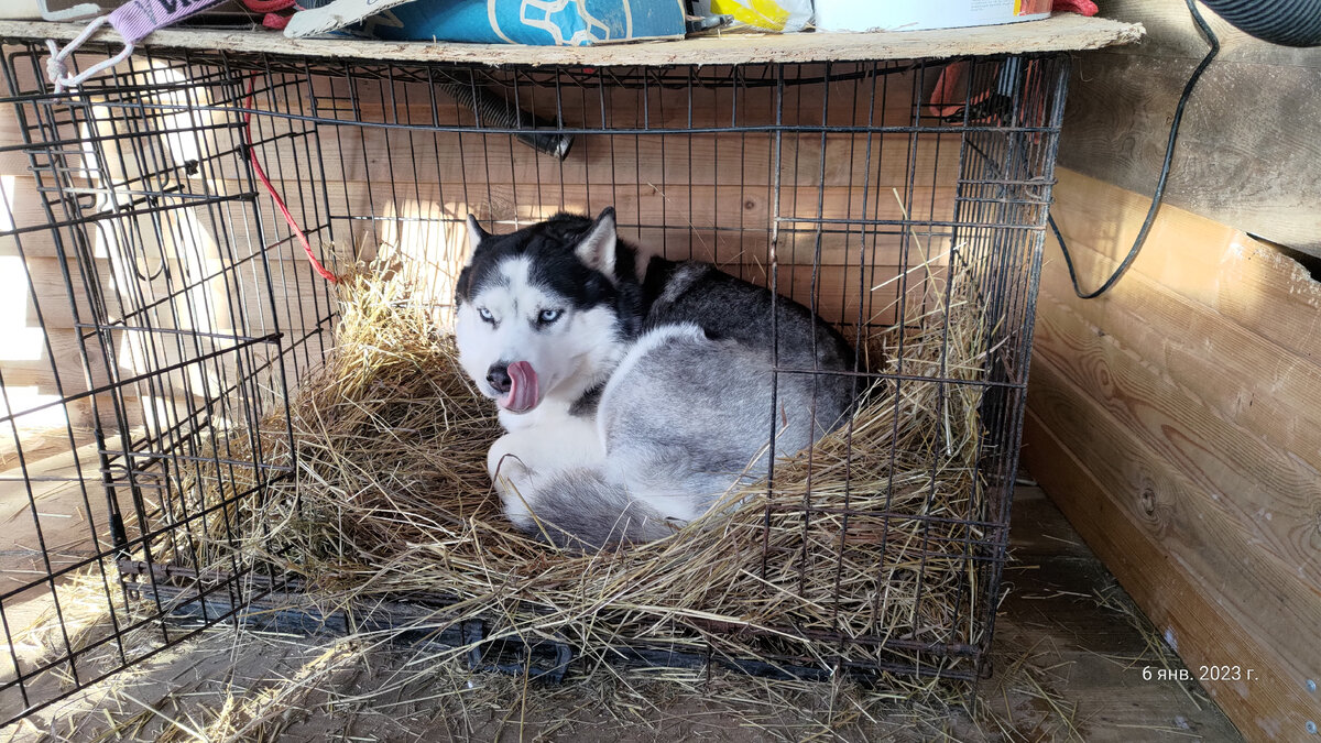 Сами гуляйте в такой мороз