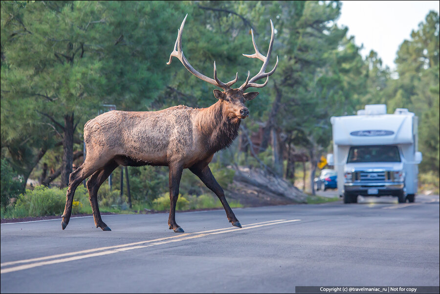 Олень америка