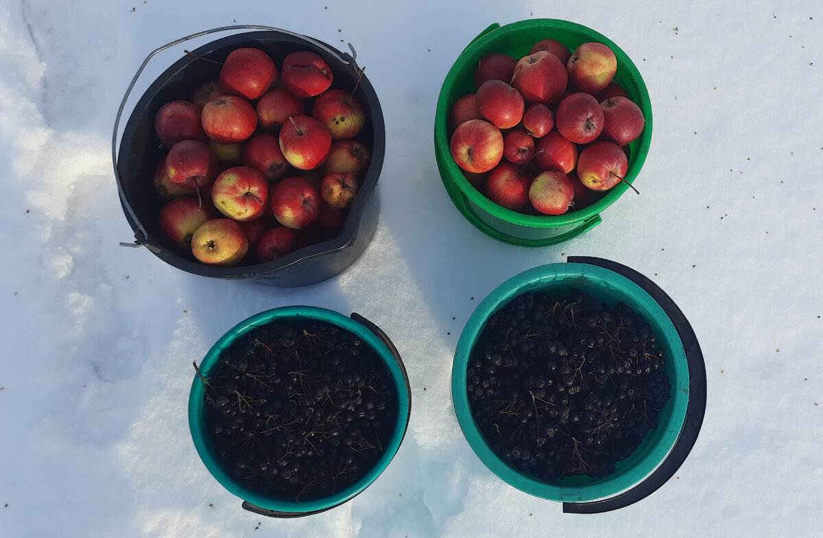 Фото 1. Яблоки сорта Первоуральское и арония (рябина черноплодная).