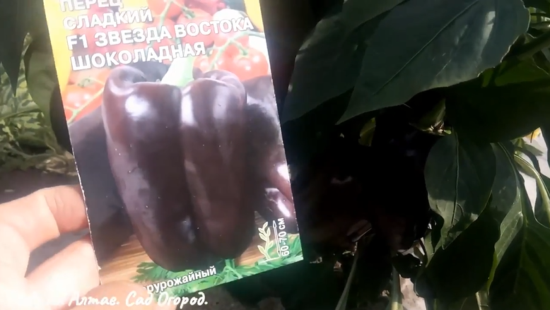 Перец "Звезда Востока " шоколадная, листайте