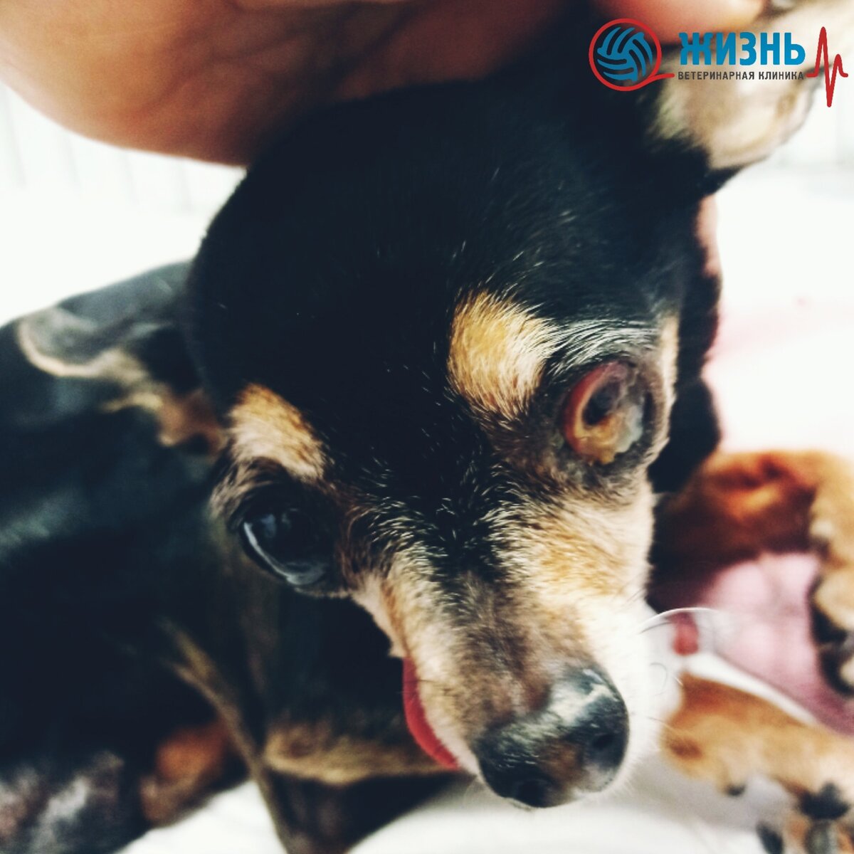 Роня на стационаре перед операцией