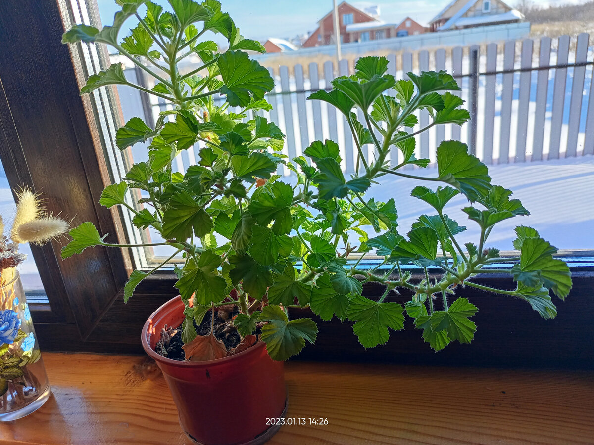 Королевская уже падает, отрастила побеги в одну сторону 