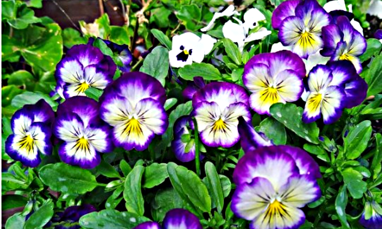 Клематисы использую в приствольном кругу яблони