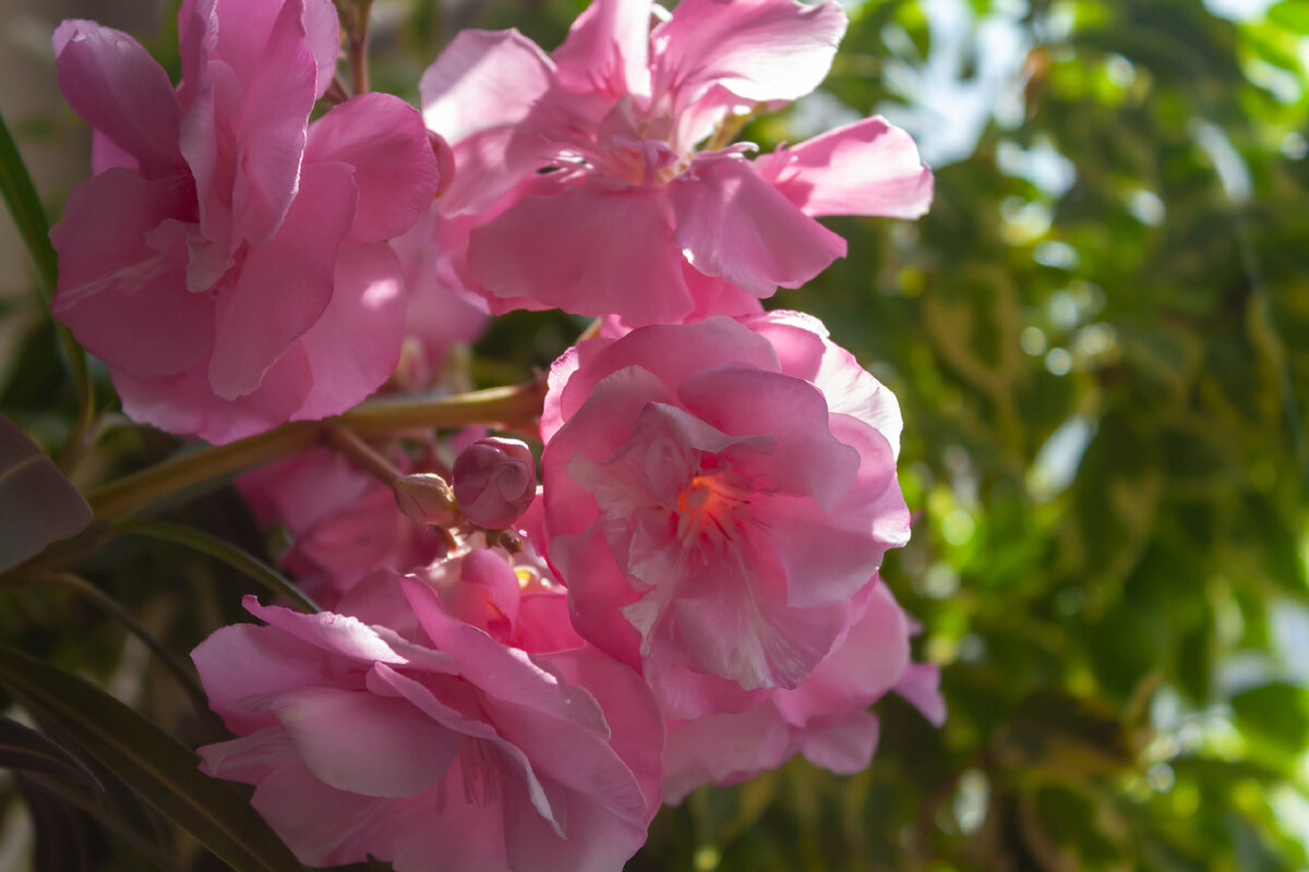 Олеандр пришлось отдать, так как он занимал слишком много места. Фото из личного архива
