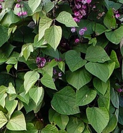 гиацинтовые бобы